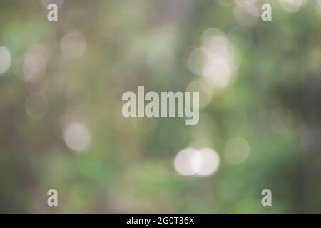 Natural blurred background. Green forest image defocused Stock Photo