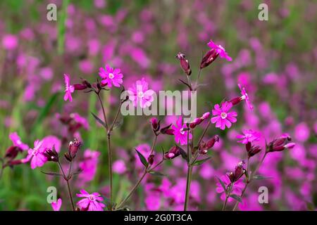 Flowers of a perennial plant Silene dioica known as Red campion or Red catchfly on a forest edge Stock Photo