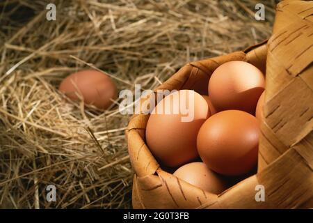 Fresh brown chicken eggs in a basket and in a nest from hay in a barn Stock Photo