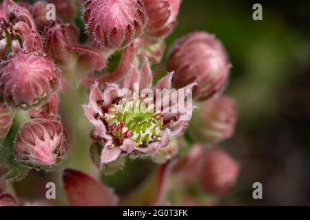 Blooming of an evergreen groundcover plant Sempervivum known as Houseleek in rockery. Stock Photo