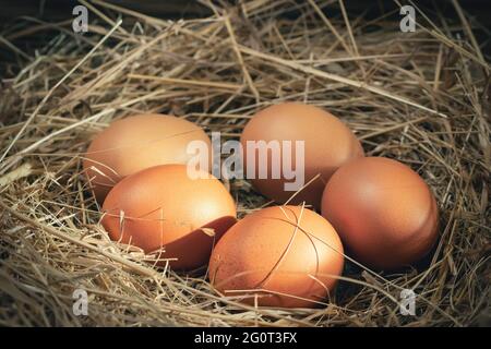 Several raw fresh chicken eggs in a nest of hay on a wooden background Stock Photo