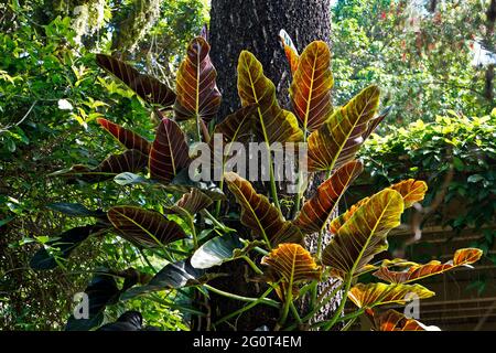 Philodendron on tree trunk in tropical rainforest Stock Photo