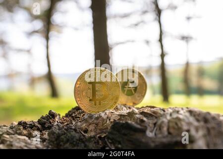 Close-up of Bitcoin and Ethereum on a tree stump outdoor with green natural blurred forest background with copy space. Gold BTC and ETH cryptocurrency Stock Photo