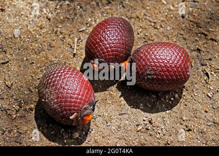 Moriche palm (Mauritia flexuosa) fruits on soil Stock Photo