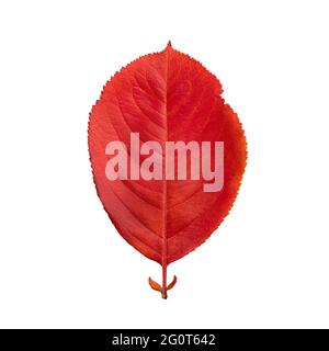 Red autumn oval leaf isolated on white background Stock Photo