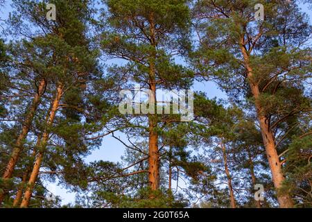 Beautiful pine trees against the blue sky in the rays of the setting sun Stock Photo