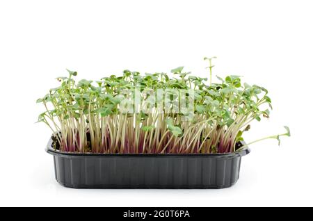 Radish sprouts in a black plastic box on a white background, isolate. Food for vegetarians. Healthy food concept Stock Photo