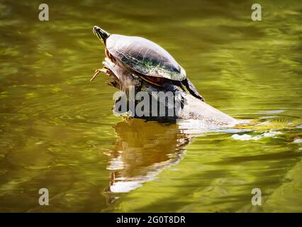 A painted turtle suns himself on a log.  The sunlight filters through the green lagoon waters with a reflection mirrored in the water. Stock Photo