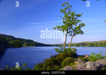 Coniston Water set amongst the grandeur of the surrounding Furness fells with the Old man of Coniston looking over the scene on a sunlit summer morn. Stock Photo