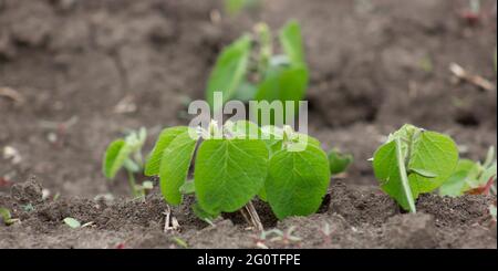 Young soybean sprout with the first leaves growing from the soil Stock Photo