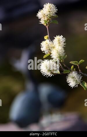 Grosser Federbusch (Fothergilla major) blühende Pflanze am