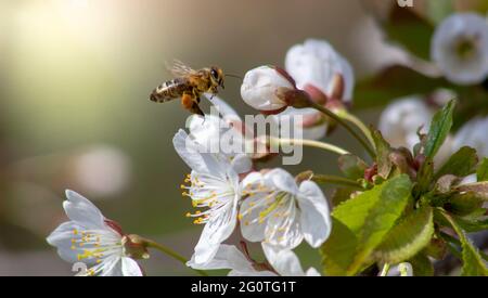 Bee in flight to cherry blossom on a sunny day Stock Photo
