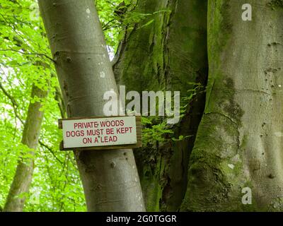 A sign on a tree beside a footpath in private woods saying dogs must be kept on a lead. Mendip Lodge Wood, Mendip Hills, North Somerset, England. Stock Photo