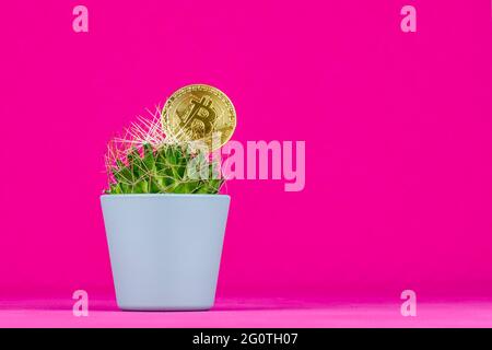 Bitcoin in a cactus with a pink background. Concept high risk investment. Stock Photo