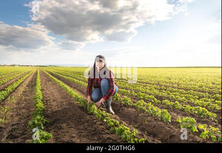 Female farmer or agronomist examining green soybean plants in field Stock Photo