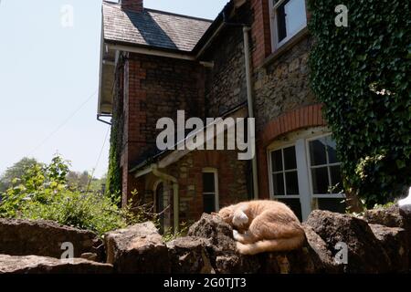 A ginger cat asleep on stone wall in the fashionable village of Bruton in Somerset England Stock Photo