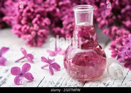 Lilac essential oil or infusion bottle. Syringa extract. Blossom lilac flower on background. Stock Photo