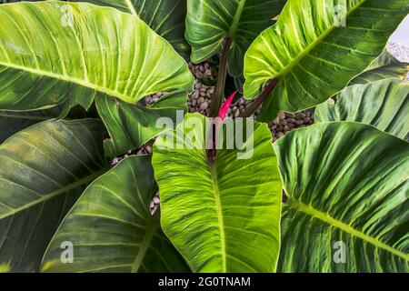 Close up of Philodendron leaf (Philodendron melinonii), Large green foliage  in garden. Selective focus Stock Photo - Alamy