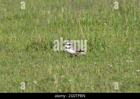 Killdeer (Charadrius vociferus) standing in a grassy farm field. This adult is patrolling the area to protect its young in the nearby nest. Stock Photo