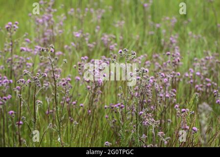 Inflorescence with pink flowers of Cirsium brachycephalum in Vojvodina, Northern Serbia Stock Photo