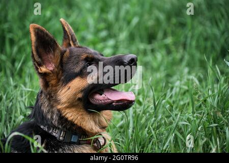 Puppy for desktop screensaver or for puzzle. Portrait of charming