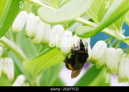 Closeup bumblebee gathers nectar from flowers Stock Photo