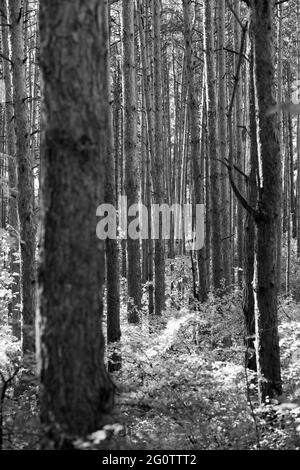 Black and white image of tree trunks in the forest. Shallow focus. Stock Photo