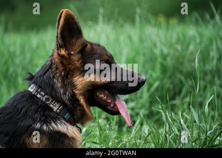 Puppy for desktop screensaver or for puzzle. Portrait of charming