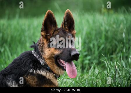 Puppy for desktop screensaver or for puzzle. Charming black and red German Shepherd puppy sits in green grass and looks carefully to side with its ton Stock Photo