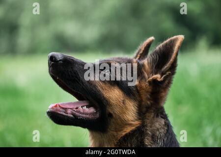 Puppy for desktop screensaver or for puzzle. Charming black and red German Shepherd puppy sits in green grass and looks carefully to side with its ton Stock Photo