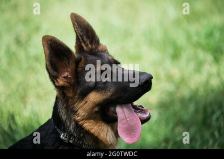 Puppy for desktop screensaver or for puzzle. Charming black and red German Shepherd puppy sits in green grass and looks carefully to side with its ton Stock Photo