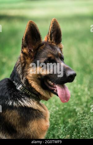 Puppy for desktop screensaver or for puzzle. Charming black and red German Shepherd puppy sits in green grass and looks carefully to side with its ton Stock Photo