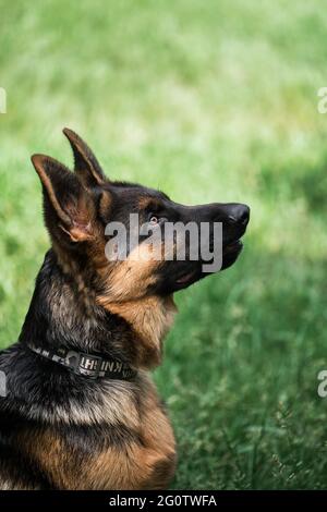 Puppy for desktop screensaver or for puzzle. Charming black and red German Shepherd puppy sits in green grass and carefully looks away with pricked ea Stock Photo