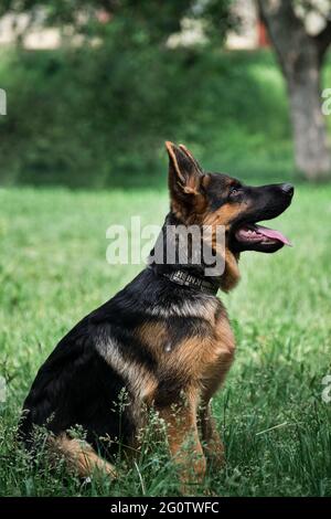 Puppy for desktop screensaver or for puzzle. Charming black and red German Shepherd puppy sits in green grass and looks carefully to side with its ton Stock Photo