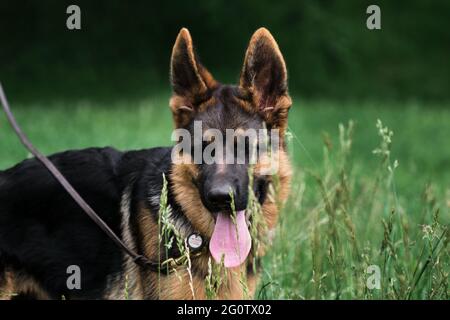 German shepherd colors red & store black puppy