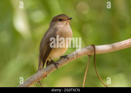 Dusky-brown Flycatcher - Muscicapa adusta, beautiful small brown perching bird from African woodlands and hills, Bale mountains, Ethiopia. Stock Photo