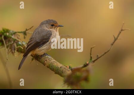 Dusky-brown Flycatcher - Muscicapa adusta, beautiful small brown perching bird from African woodlands and hills, Bale mountains, Ethiopia. Stock Photo