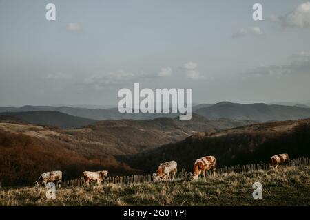 Grazing herd of spotted cows on pasture in Romania with Romania mountains in the background under blue sky during the sunset of the spring sunny day. Stock Photo