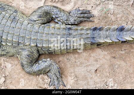 Aerial fiew of rear end of Nile crocodile in Kruger National Park, South Africa. Stock Photo