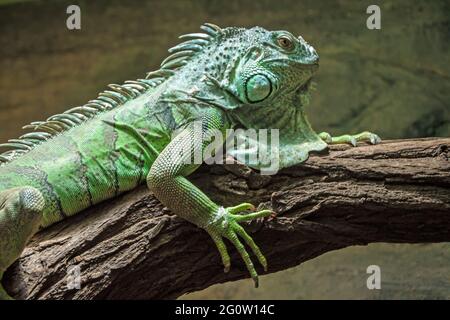 Cuban ground iguana (Cyclura nubila) in Prague zoo Stock Photo