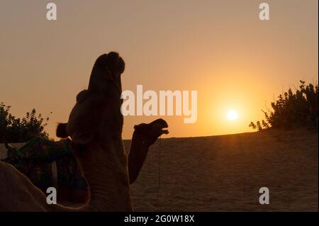 Camels at Thar desert, Rajasthan, India with rising sun in the background. Camels, Camelus dromedarius, are large desert animals who carry tourists on Stock Photo