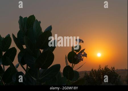 Sunrise at Thar desert, Rajasthan India with desert plants in frame. Stock Photo