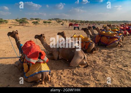 Camels with traditioal dresses, are waiting in series for tourists for camel ride at Thar desert, Rajasthan, India. Camels, Camelus dromedarius. Stock Photo