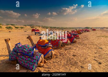 Camels with traditioal dresses, are waiting in series for tourists for camel ride at Thar desert, Rajasthan, India. Camels, Camelus dromedarius. Stock Photo