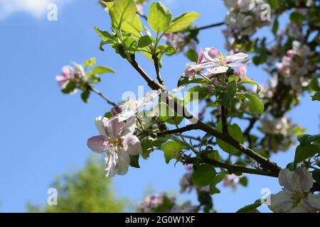 blooming apple tree branch Stock Photo