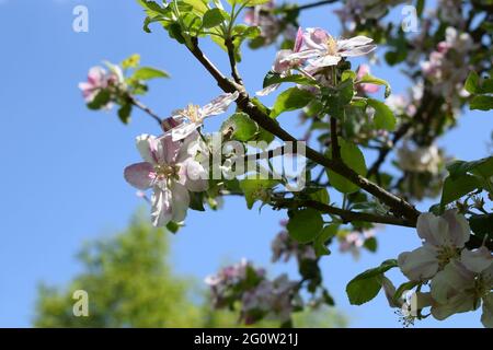 blooming apple tree branch Stock Photo