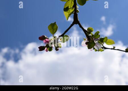 blooming apple tree branch Stock Photo