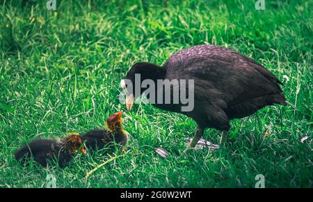 Close-up of a bog hen with big feet foraging near a pond in the park on a lush green meadow. geese, birds, duck. Stock Photo