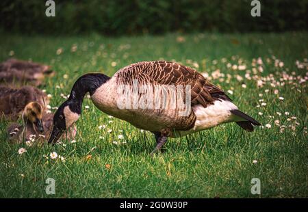 Wild geese and ducks and a family of animals in the park in spring on a lush meadow with daisies. Castle Park in Essen Borbeck in the Ruhr area. Stock Photo