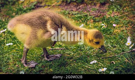Cute chick in close-up with a goose in the background in the castle park in Essen Borbeck in the Ruhr area. Ducks in the park in spring on a meadow. Stock Photo